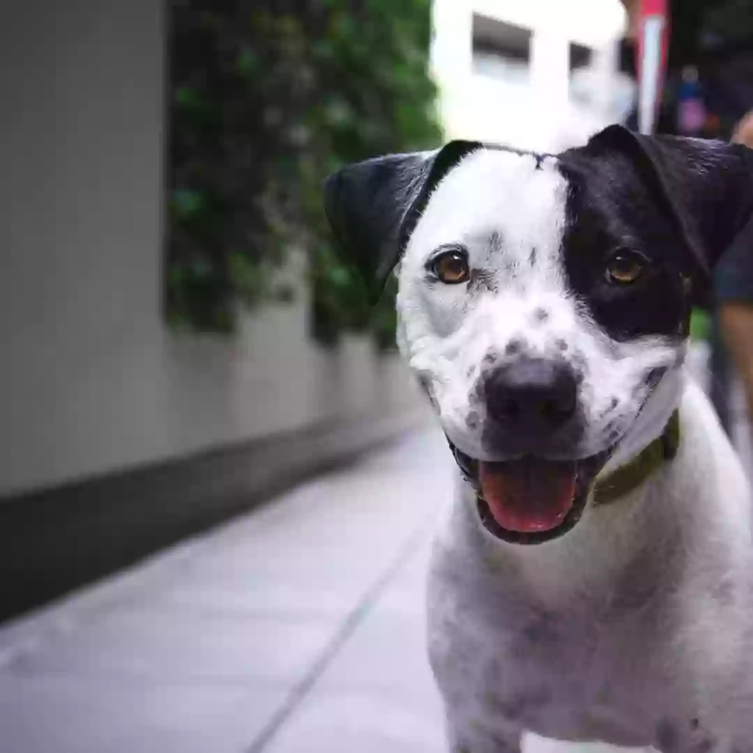 Шаблон мема «Улыбающийся пёс»