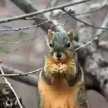 Белка с орехом
