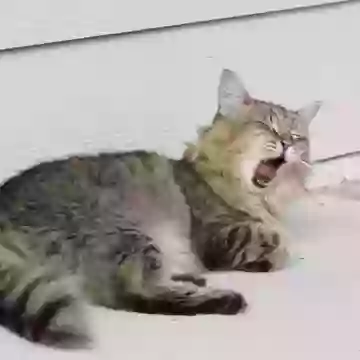 Кричащий кот