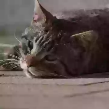 Кот-соня