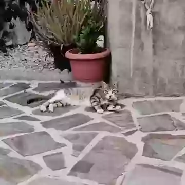 Удивлённый кот