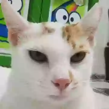 Кот осуждает