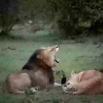 Рыкающий лев