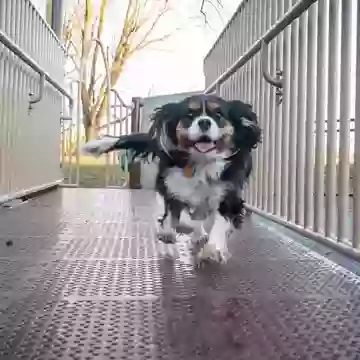 Бегущий счастливый пёс