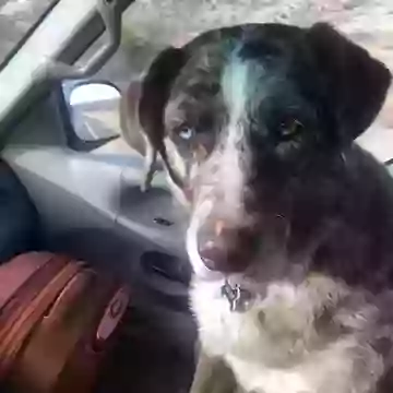 Виноватый пёс в машине