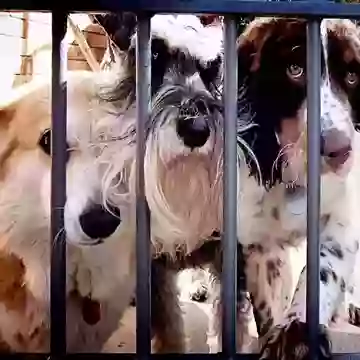 Псы за решёткой
