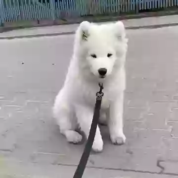 Обидевшийся самоед